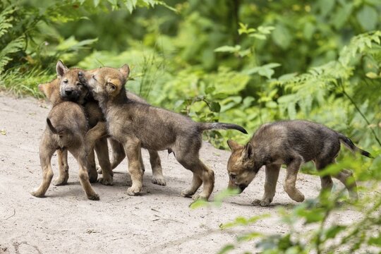 Four wolf pups playing together on a sandy path in a green forest area, European grey gray wolf (Canis lupus) pups, Germany