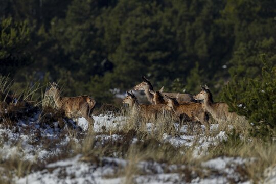 A small onset of winter at the end of March is no problem for the red deer (Cervus elaphus) and calves, snow, cold, March, Denmark