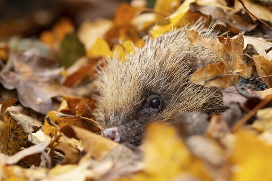 European hedgehog (Erinaceus europaeus) adult animal emerging from fallen autumn leaves, England, United Kingdom