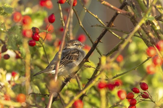 A bird sitting on a branch amidst red berries and autumn leaves in the sunlight, House Sparrow (Passer domesticus), wildlife, Germany