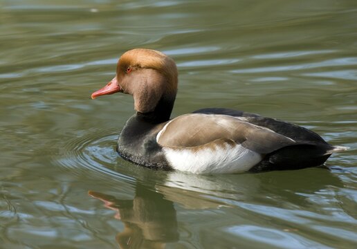 Red-crested Pochard (Netta rufina), male, Ambras, Tyrol, Austria, Europe