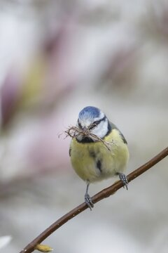 Blue tit (Cyanistes caeruleus) adult bird with nesting material in its beak in a garden Magnolia tree full of blossom in spring, Suffolk, England, United Kingdom