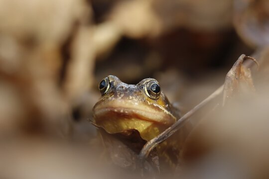 Common frog (Rana temporaria) adult amphibian on a pile of fallen autumn leaves in a garden, England, United Kingdom