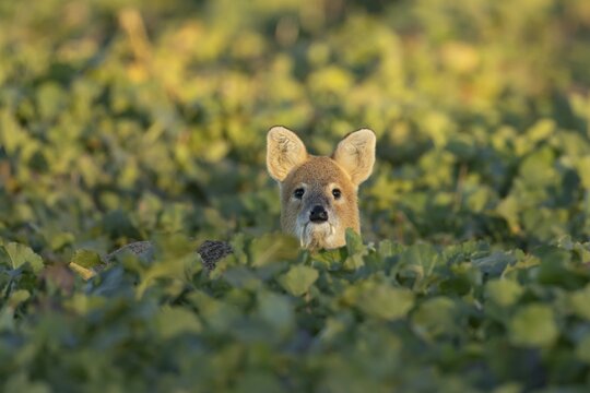 Chinese water deer (Hydropotes inermis) adult animal in an arable farm oilseed rape crop field, England, United Kingdom