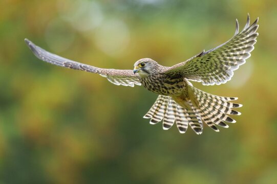 Flying (Falco tinnunculus), hunting in jolt flight, Oldenburger Muensterland, Vechta, Lower Saxony, Germany