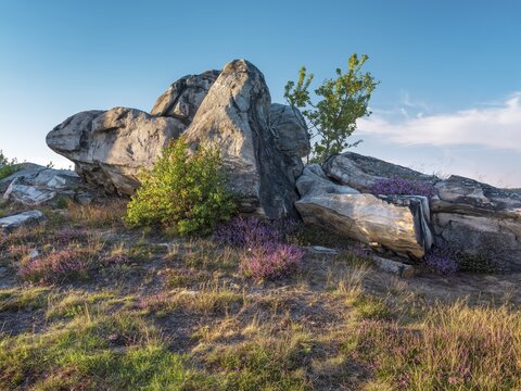 Rock formation and blooming heather, heather blossom in the Teufelsmauer nature reserve, near Weddersleben, Harz, Saxony-Anhalt, Germany