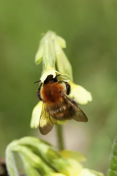 Common carder bee (Bombus pascuorum) adult insect feeding on an Oxlip wildflower flower in spring, England, United Kingdom