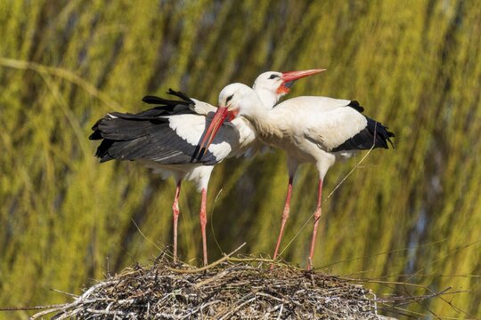 Two storks lean their heads towards each other in the nest, surrounded by willow branches, white stork (Ciconia ciconia), wildlife, Germany