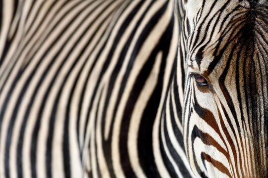 Detail, portrait of a plains zebras (Equus quagga), captive, Munich, Bavaria, Germany