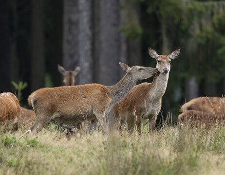 Red deer (Cervus elaphus) hind, red deer and slender deer standing on a forest meadow, social behaviour, captive, Germany