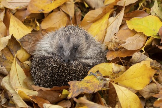 European hedgehog (Erinaceus europaeus) adult animal resting on fallen autumn leaves during hibernation, England, United Kingdom