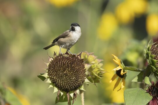 Marsh tit (Poecile palustris) adult bird on a garden sunflower plant seedhead in summer, England, United Kingdom