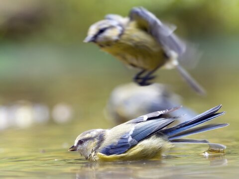 Two blue tits (Cyanistes caeruleus), bathing in the water, one of them takes off. The atmosphere is relaxed and natural, Solms, Hesse, Germany
