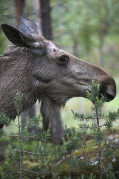 Elk (Alces alces) Portrait of a cow, Central Sweden, Sweden
