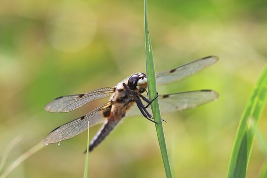 Four-spotted Chaser (Libellula quadrimaculata), dragonfly