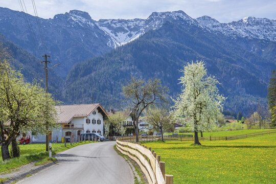 Village street and spring meadow with blossoming trees in front of Hohe Kisten 1922m in the Estergebirge, Eschenlohe, Loisachtal, Das Blaue Land, Upper Bavaria, Bavaria, Germany