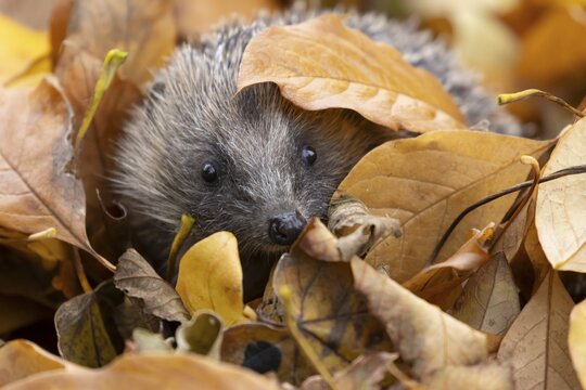 European hedgehog (Erinaceus europaeus) adult animal amongst fallen autumn leaves, England, United Kingdom