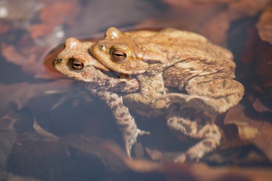 Common Toads (Bufo bufo), mating, male clasping a female, amplexus, Thuringia, Germany
