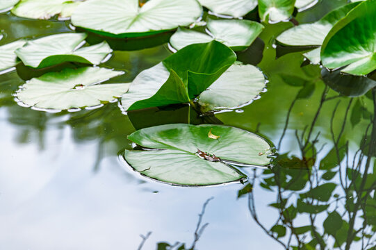 Green water lily leaves floating on a peaceful pond surface with tree reflections in Japan in early summer
