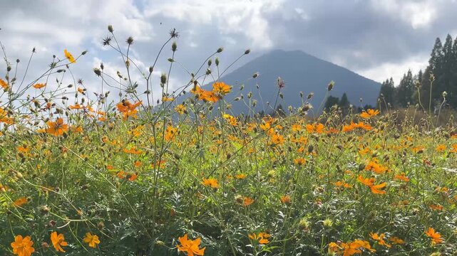 日本の宮崎県。生駒高原の黄花コスモス畑と夷守岳(ひなもりだけ)の動画。