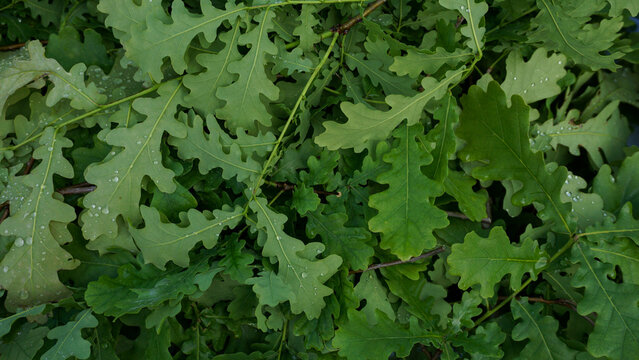 Green leaves of Quercus robur English oak covered with water droplets natural texture background, forest freshness, seasonal growth and botanical pattern for landscaping and nature concepts