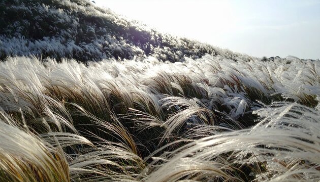 Delicate feather grass swaying gently on a sunlit hillside meadow. Ethereal natural landscape with soft plant textures and warm light.