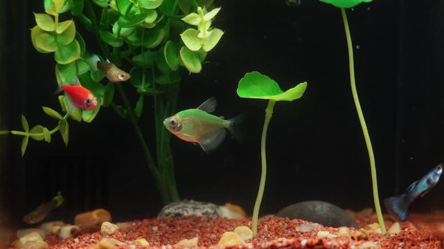 Small fish swimming in a freshwater aquarium with green plants