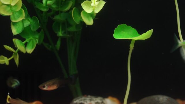 Small fish swimming in a freshwater aquarium with green plants
