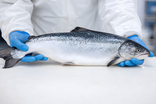 Gloved hands holding fresh silver salmon on table