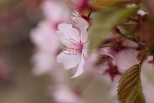 チシマザクラの花のクローズアップ