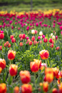 champ de tulipe