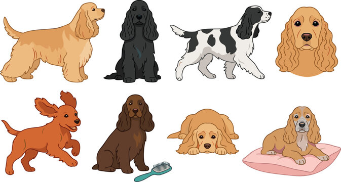 Cocker Spaniel Dog Vector Illustration Set Featuring Various Poses Actions Coat Colors and Grooming Accessories for Pet Lovers and Graphic Designers