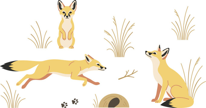 Desert Fennec Fox Vector Illustration Set with Wild Animals in Standing Running and Sitting Poses Featuring Grass Burrows and Paw Prints