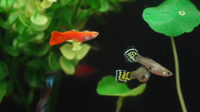 Small fish swimming in a freshwater aquarium with green plants