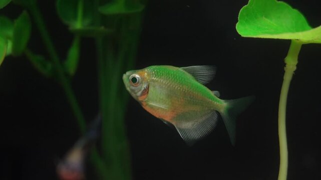 Small fish swimming in a freshwater aquarium with green plants