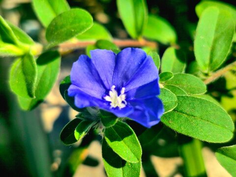 Beautiful blue daze flower blooming in the garden