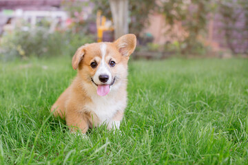 Fototapeta premium A Welsh corgi puppy on a summer walk