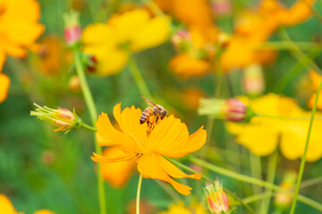 Obraz premium Close up of a honey bee collecting nectar on a vibrant yellow sulfur cosmos flower blooming in autumn in Japan