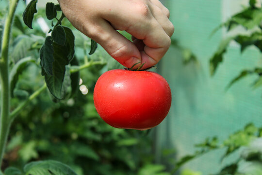 Hand holding a ripe red tomato in a garden with green plants in the background