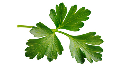 Fresh green parsley leaf sprig with detailed veins © Paul
