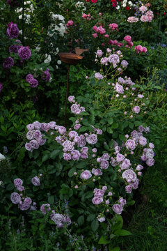 Beautiful roses Nautica in garden