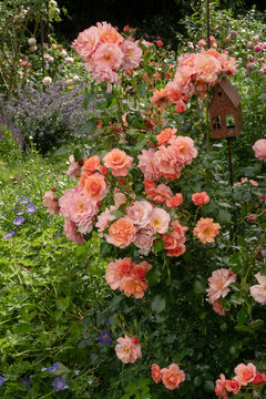 Floribunda roses Aprikola in garden