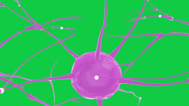 On play neuron rotating while beads moving along branches showing transport on transparent backdrop