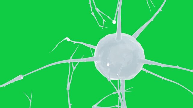 Neuron soma rotating, pushing beads along filaments and showing transport on clear background