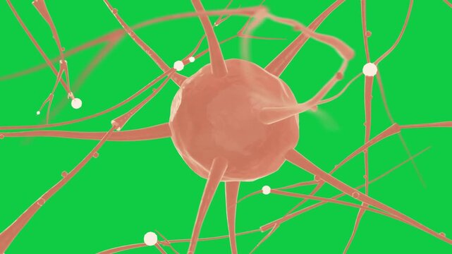 Camera rotating neuron cluster turning, nodes sliding on branches to show network on transparent bg