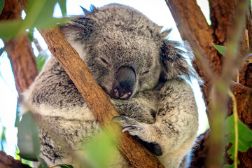 Obraz premium Cuddly koala sleeping on a branch