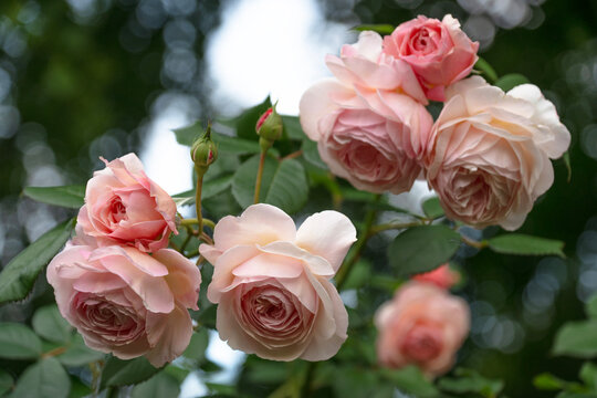 Beautiful roses A Shropshire Lad in a garden