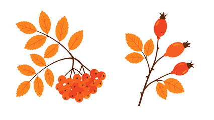 Orange berry branches with leaves isolated vector set © Alan