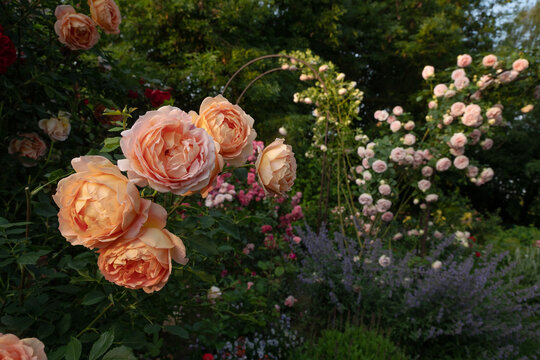 Beautiful English Shrub Roses Lady of Shalott