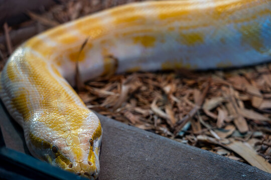 Closeup of the yellow albino Burmese python